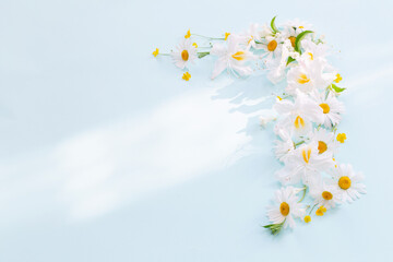 white chamomile flowers on blue background in sunlight