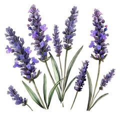 Lavender flowers on isolated white background, watercolor illustration, hand drawn