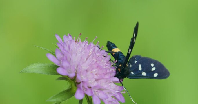 The nine-spotted moth or yellow belted burnet (Amata phegea, formerly Syntomis phegea)