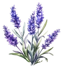 Obraz premium Lavender flowers on isolated white background, watercolor illustration, hand drawn