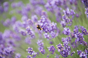 photo for background and texture