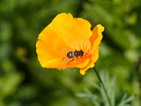 Eristalis tenax - Eristale gluante ou mouche pourceau butinant le nectar d'une fleur de pavot de Californie
