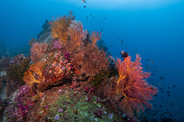 Fototapeta na wymiar Coral Reef Andaman soft coral Thailand 
