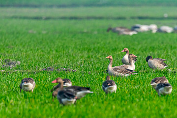 A flock of greylag goose