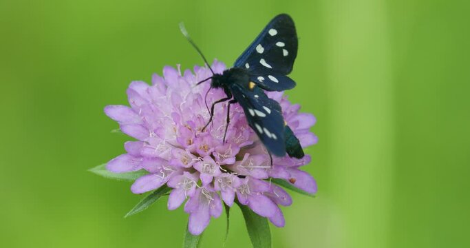 The nine-spotted moth or yellow belted burnet (Amata phegea, formerly Syntomis phegea)