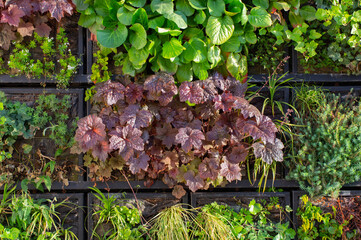 city wall with climbing plants in sunlight