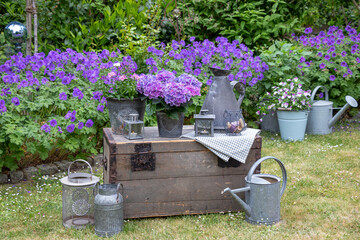Arrangement im Sommergarten mit lila Hortensie im Zinktopf und vintage Laternen