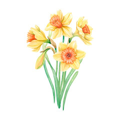 Bouquet of yellow daffodils with green leaves. Bright spring illustration hand-drawn in watercolor. Flowers for card design, cover, fabric print.