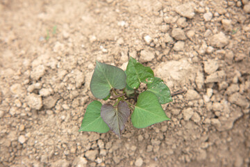 Close-up of sweet potato seedlings planted on the loess ground