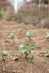 Sweet potato seedlings grown in farmland