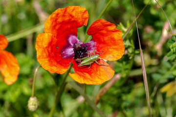 Grasshopper (Tettigonia cantans) sits on a red poppy close-up