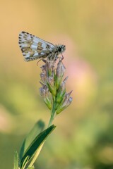 Würfel-Dickkopffalter 
