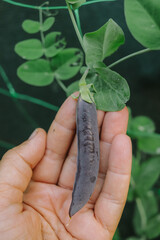 sweet green peas with purple pods in hand in the garden near the fence with shading net close-up...