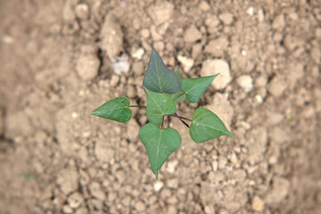 Close-up of a well growing sweet potato seedling