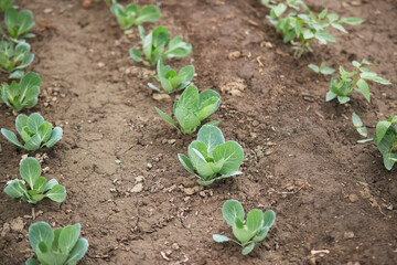 Chinese cabbage seedlings in cultivated land