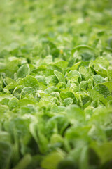 Close up of vigorous Bok choy