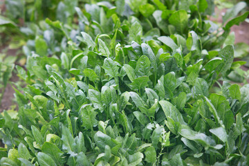 Fototapeta na wymiar Spinach growing well in the vegetable field