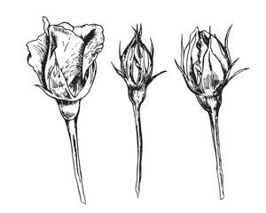 Rose flowers sketch. A sketch of flower buds. Leaves. Branches. Buds. Set of roses. Plants in ink. Hand Drawing Live nature sketch. Garden plants