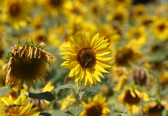Yellow Sunflowers growing in a field. Natural sunflower background.