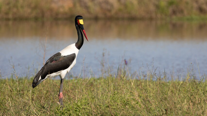 a saddle-billed stork at a waterhole