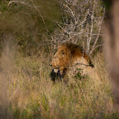 Obraz na płótnie Canvas a mature male lion in the wild
