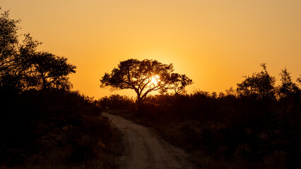a silhouette of a tree at sunrise