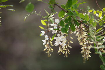 Blooming locust flowers in spring