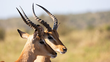 two young impala rams close up