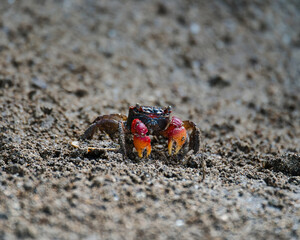 Red Claw Crab near the beach in the dark soil digging, Mahe Seychelles