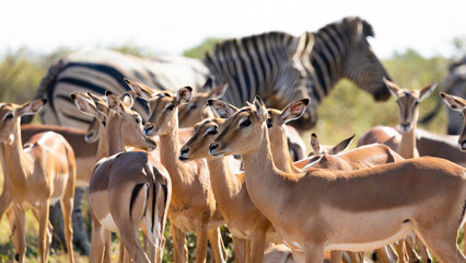 a herd of impala and zebra