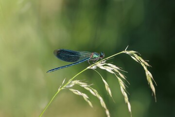Gebänderte Prachtlibelle
