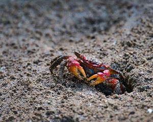 Red Claw Crab near the beach in the dark soil digging its hole, Mahe Seychelles