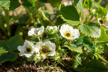 Strawberry black eye. Flowers damaged by frost in Spring garden. Black center in strawberry plant blossoms. Close-up.