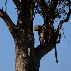 Fototapeta na wymiar a leopard sitting in a tree