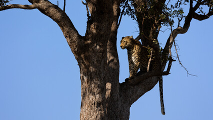 Fototapeta na wymiar a leopard sitting in a tree
