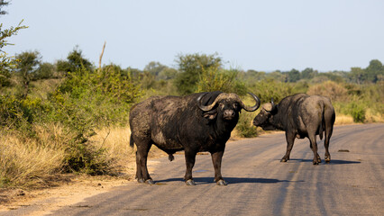 Fototapeta na wymiar a big bull African buffalo close up