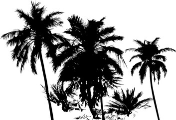 Palm tree silhouette. Black vector border