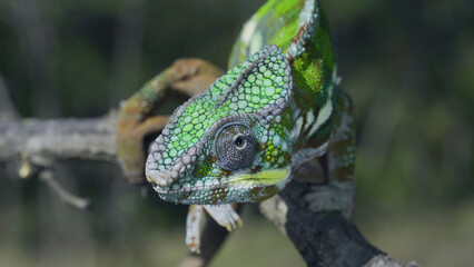 Portrait of Bright Panther chameleon (Furcifer pardalis) looking at the camera