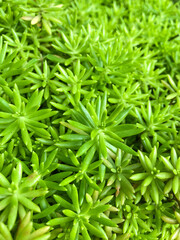 Green Plant With Small Leaves