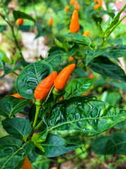 Kochchi chilli plant