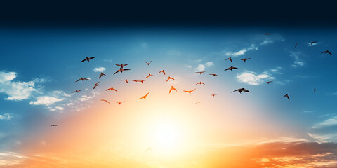 Obraz premium sunrise new day and flying flock of birds 