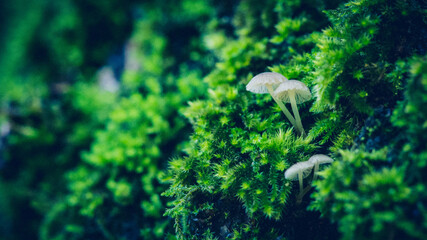 Beautiful small inedible mushrooms on a tree in green moss. Beautiful green natural macro landscape...