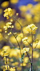 Obraz premium Rapeseed. Brassica napus. are blooming in sunny summer day. yellow flower, isolated on blurred natural background. agriculture, in Europe or Asia. floral background. growing in the field, soft focus