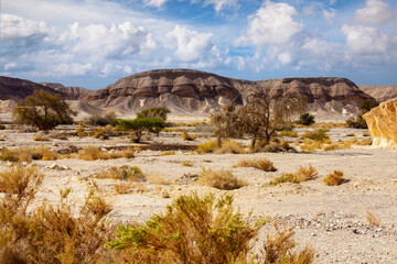 Landscape of the desert, dry riverbed. Trees grow along the dry riverbed