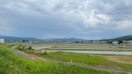 rice field