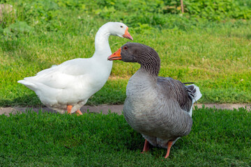 Obraz premium Goose running across field. Country greylag goose wandering over grass.