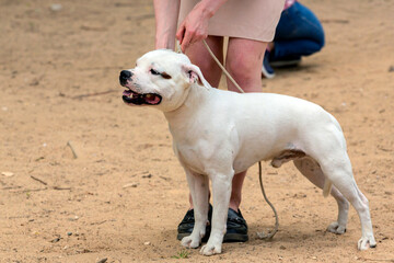 Staffordshire Bull Terrier, also known as Staffy or Stafford. At the dog show