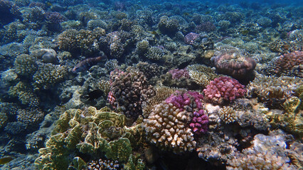 Naklejka na ściany i meble coral reef from Egypt