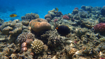 Naklejka na ściany i meble coral reef from Egypt