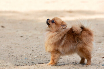 Obedience training of a young  pomeranian